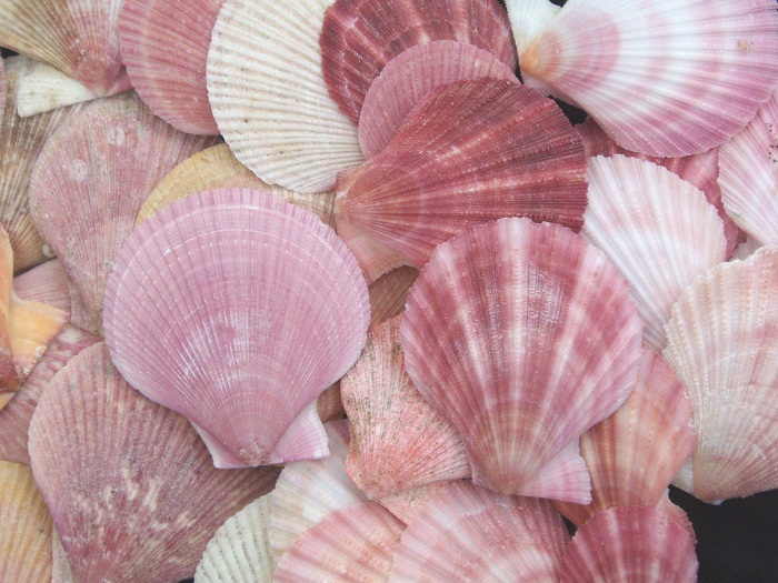 Pink and Spiny Scallops